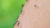 Stichfeste Fakten zu bekannten Mücken-Mythen