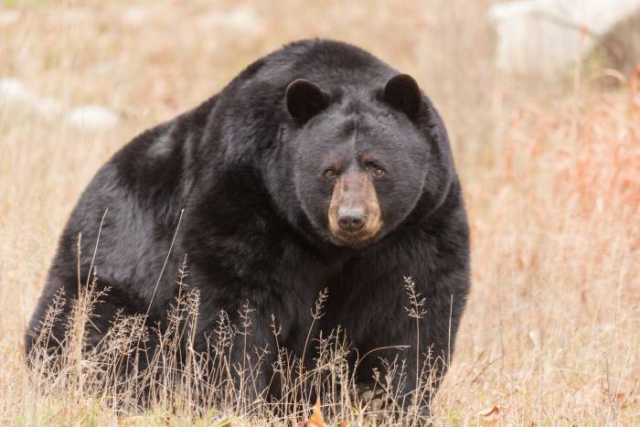 Mauled in Her Home: California Confirms First Fatal Bear Attack in State’s History