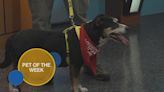 Sponsored Content: Carpet Tech Covering the Adoption Fee for Pet of the Week