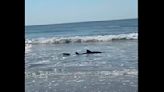 Beachgoers in awe as large shark chases stingray almost onto shore