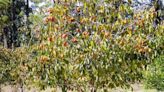 A fruit tree often overlooked: Plant a persimmon tree for delicious fruit