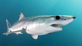 Sharks Test Positive for Cocaine Off the Coast of Brazil