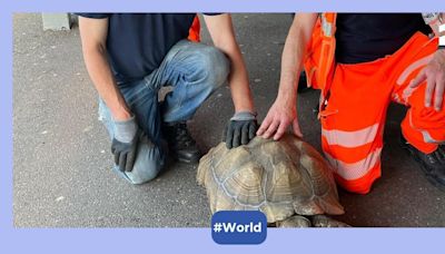 Tortoise trespasses onto railway track near London, gets a free train ride