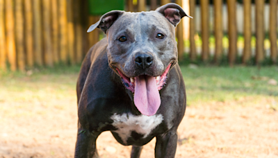 Dog Dad Offers Pittie Secret Treat Behind Mom’s Back and She Happily Agrees