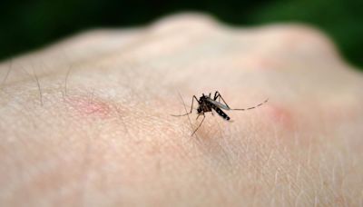 Texas woman dies from West Nile Virus: What to know about symptoms