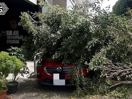 連日驟雨扛不住！台中3棵大樹突倒塌「橫躺路中」砸4車