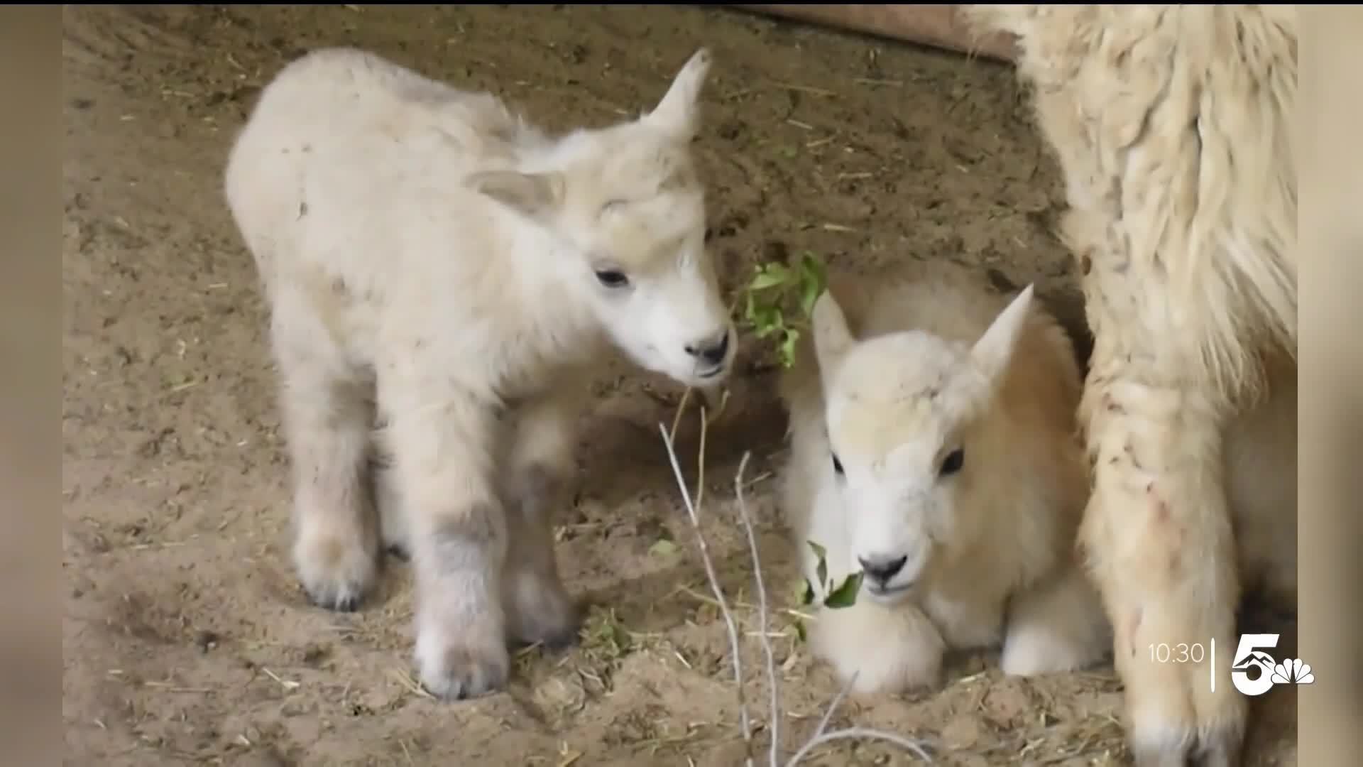 Rocky Mountain goat kids are the newest Cheyenne Mountain Zoo residents