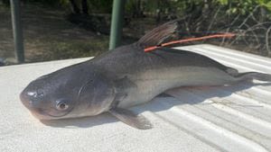 Wildlife officials offering prizes for south GA anglers in blue catfish study