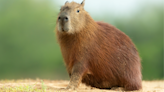 Herd of Capybaras Strolling Perfectly in Line Like Soldiers Is Cracking People Up