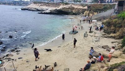 Funcionarios de La Jolla quieren medidas para disuadir o remover a los leones marinos en La Jolla Cove