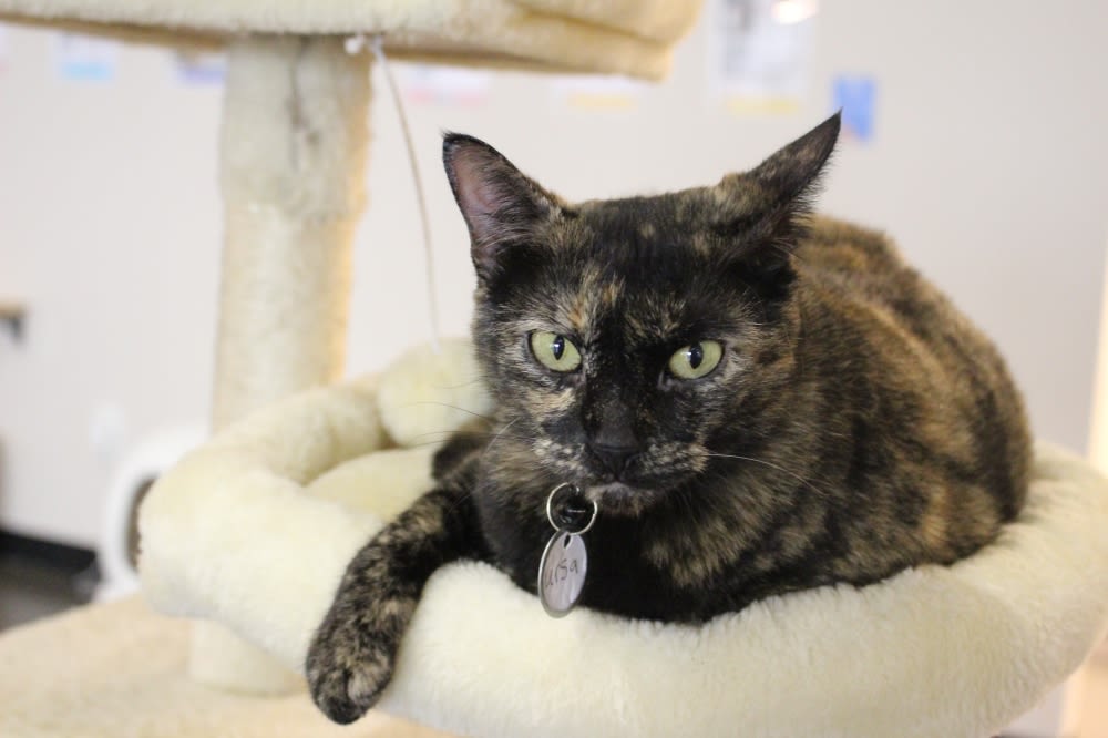 Cat Haven Lounge connects community to adoptable cats in comfortable environment