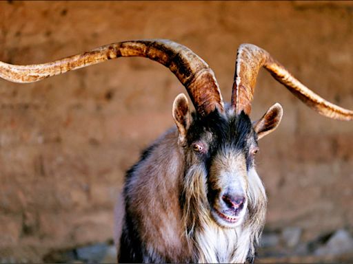 中英對照讀新聞》 Italian mayor offers free goats to anyone who can catch them 義大利市長向任何能捕獲山羊的人免費提供山羊 - 中英對照讀新聞 - 自由電子報 專區