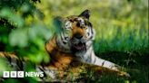 Yorkshire Wildlife Park pays tribute after death of Amur tiger Sayan