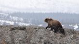 Grizzly cub spotted checking out BBQ grill on Carbon Co. resident's deck