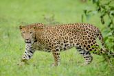 Indian leopard