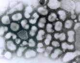 Influenza A virus