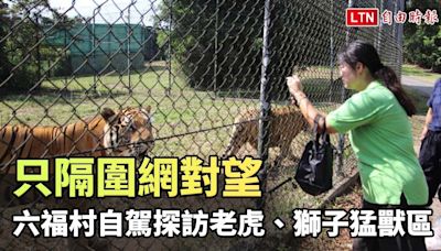 只隔圍網對望 六福村遊客自駕探訪老虎、獅子猛獸區 - 自由電子報影音頻道