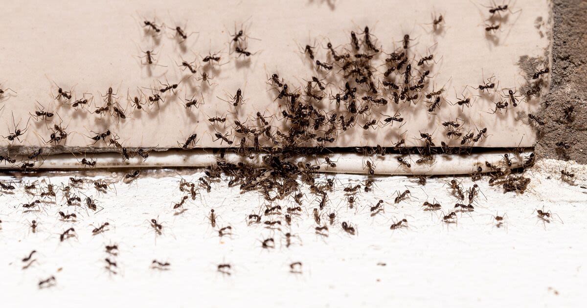 Ants will be banished for good from homes in 5 minutes with homemade ant killer