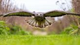 Runner clawed by swooping buzzard in Mourne Mountains