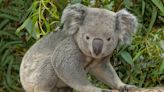 2 new koalas arrive at Louisville Zoo for indefinite stay