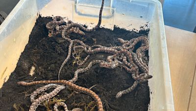 This rainbow boa hadn't touched another snake in years. It gave birth to 14 babies.