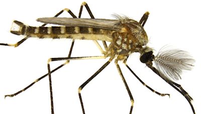 Do male mosquitoes bite humans? Turns out, they might be vegans.