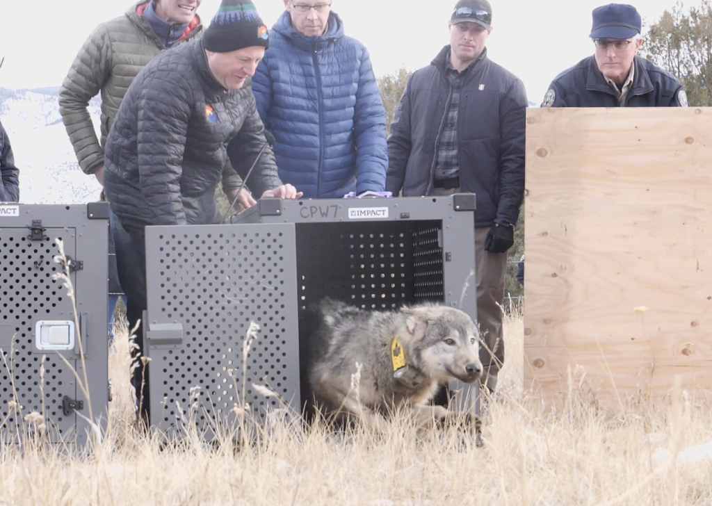 One of Colorado’s reintroduced wolves is dead, another is likely expecting pups