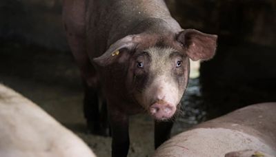 Los impuestos para el metano del ganado danés generan escepticismo entre los agricultores