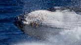 Ballenas jorobadas cantan menos con aumento de su población
