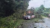 Hombre resulta herido al caer un árbol sobre su vehículo en Río Claro de Golfito
