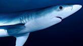 'Cocaine Sharks' discovered: Scientists expect 'erratic behaviour'