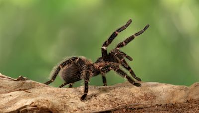 Beware of giant spiders: Thousands of tarantulas to emerge in 3 states for mating season