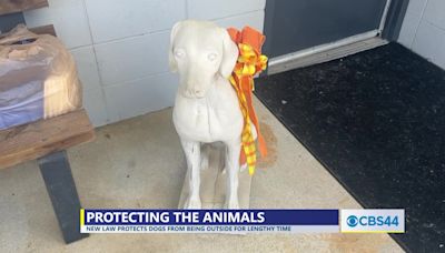 Tifton Animal Control passes new dog tether ordinance - SouthGATV