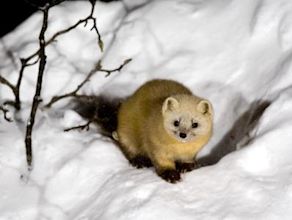 Marten