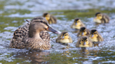 Mama Duck at Disney Makes the Sweetest Parenting Move to Help Her Little Ducklings