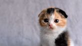 Scottish Fold Cat Called Out for Being a 'Helicopter Mom' and It's So On-Point