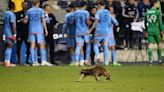 Squirrels, cats, dogs ... raccoon? When animals ran loose in stadiums