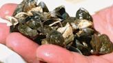 More zebra mussels found in Manitoba, this time in a popular reservoir