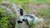 Maine Coon Cat's Annoyance Over Rabbit's Lack of Personal Space Is a Riot