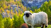 City Farm SLO welcomes the Sheep Shearing Shindig back to the Central Coast