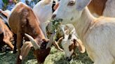 SDG&E turns to goats to reduce the risk of wildfires
