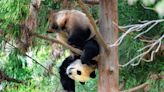 The D.C. Pandas Might Have Changed My Mind About Zoos