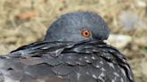Ban on shooting live pigeons as targets advances in Pa. House for first time since 2011