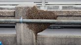 Bees swarm the Bailey Bridge in Lynn Haven