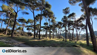 Destruir un bosque mediterráneo para construir un “barrio sostenible” de lujo en Madrid