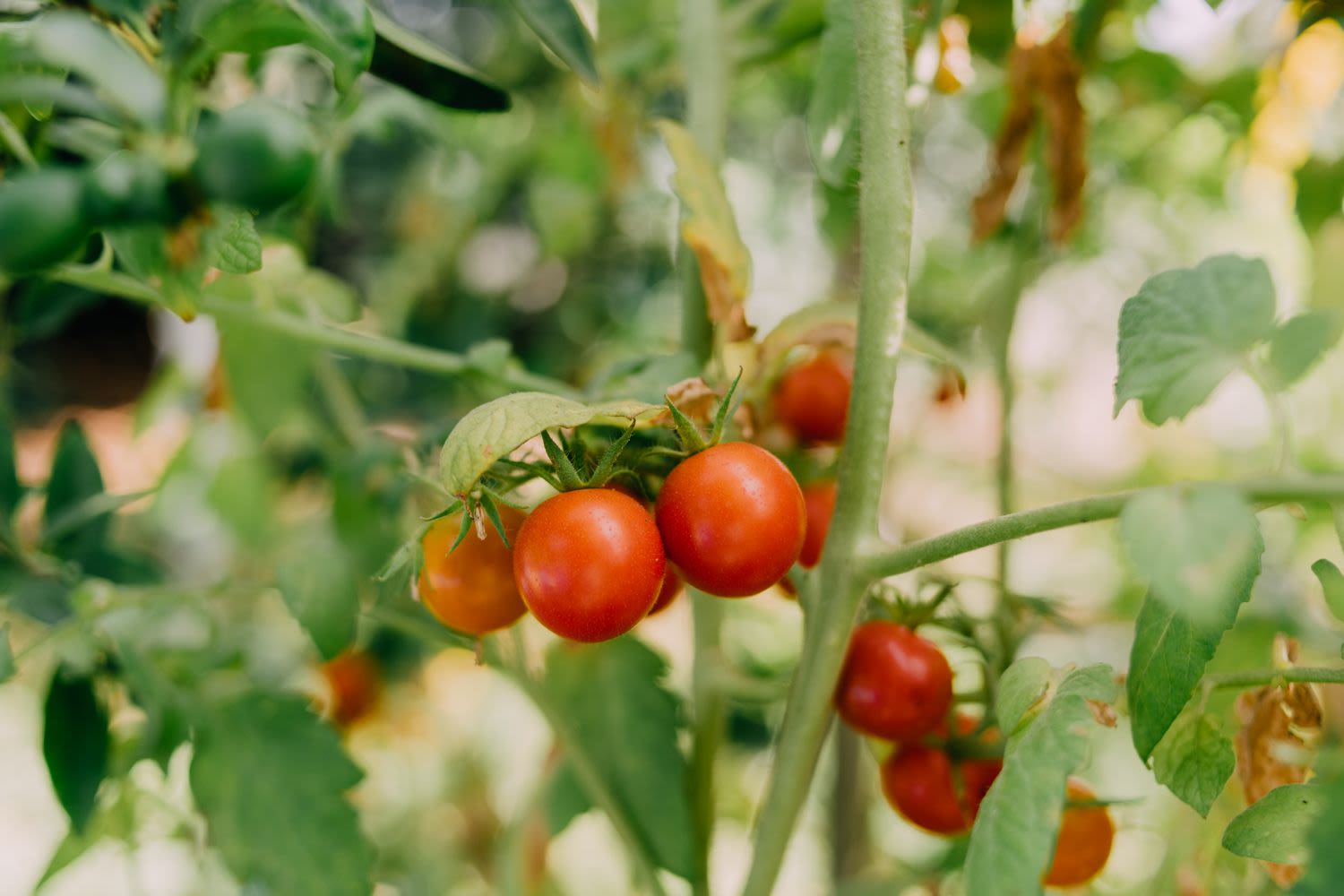 How to Grow Cherry Tomato Plants, a Beginner-Friendly Crop You Can Grow Almost Anywhere