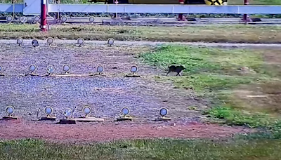 Cachorro invade pista de aeroporto e mobiliza resgate por quase uma hora em Guarulhos, SP