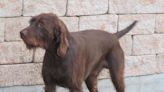 Pudelpointer: Dog Breed Characteristics & Care