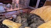 Flossie, world's oldest cat, is about to turn 27 years old