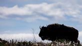 83-year-old Woman Gored by Bison at Yellowstone National Park - Flathead Beacon